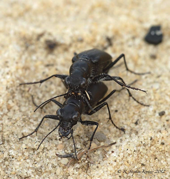 Cicindela nigrior